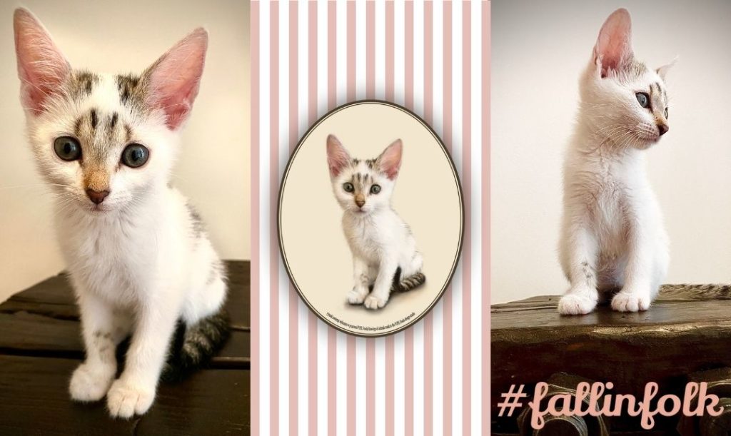 Fallinfolk. Po prawej i lewej stronie zdjęcie Franki - białego kotka. W środku narysowany portret tego kotka. W prawym dolnym rogu napis fallinfolk.