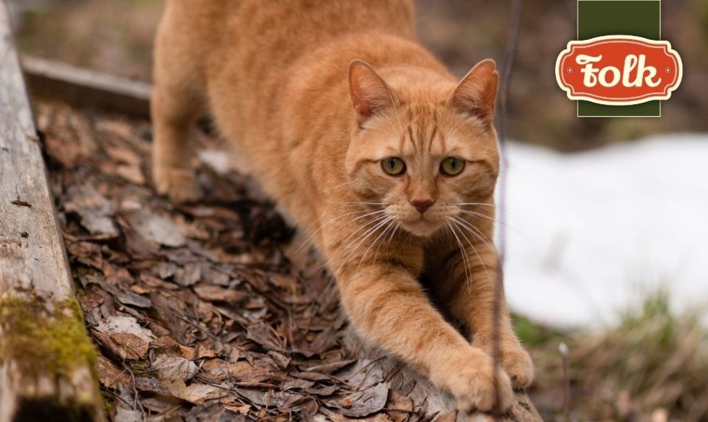 Czy obcinać pazury kotu wychodzącemu. Rudy kot na pniu drzewa. Logo Folk.