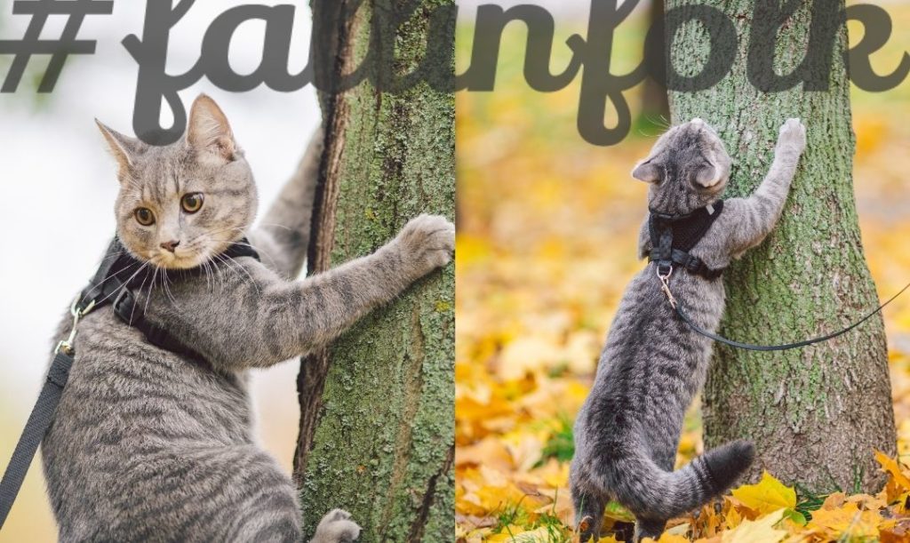 Dlaczego warto zakładać. Dwa zdjęcia z kotem szarym wspinającym sięna drzewo. Na górze duży napis fallinfolk.