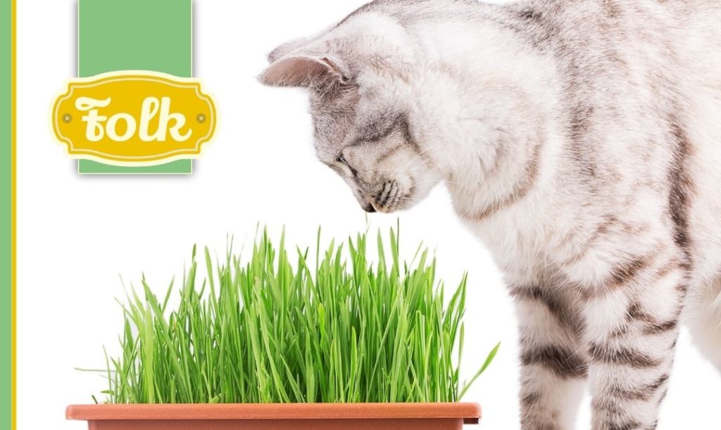 Idealna trawa dla kota, Jasny kot pochylający się nad trawą. Z lewej strony logo Folk i paski zielone i żółte.. 