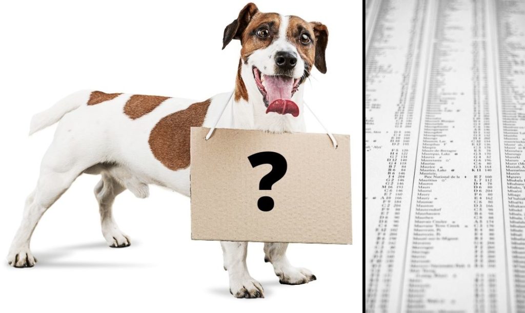 Imie dla psa - wybierz oryginalne. Z lewej pies z tabliczka na szyi, na którym jest znak zapytania. Po prawej spis imion.
