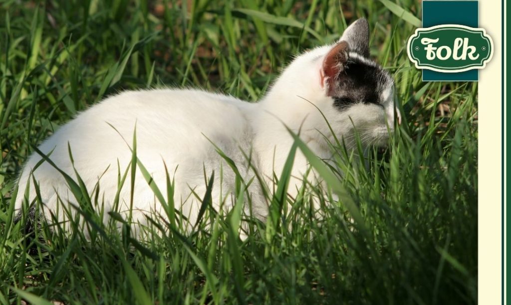 Instynktownie i naturalnie. Biało-czarny kot w trawie. Zielone logo Folk.