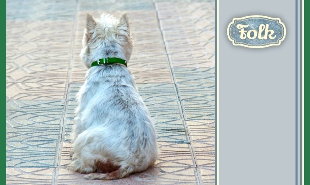Kiedy zaczipować psa. Biały pies od tyłu z zielona obrożą. siedzi i czeka. Po prawej stronie na szarym tle logo Folk i kolorowe paski.