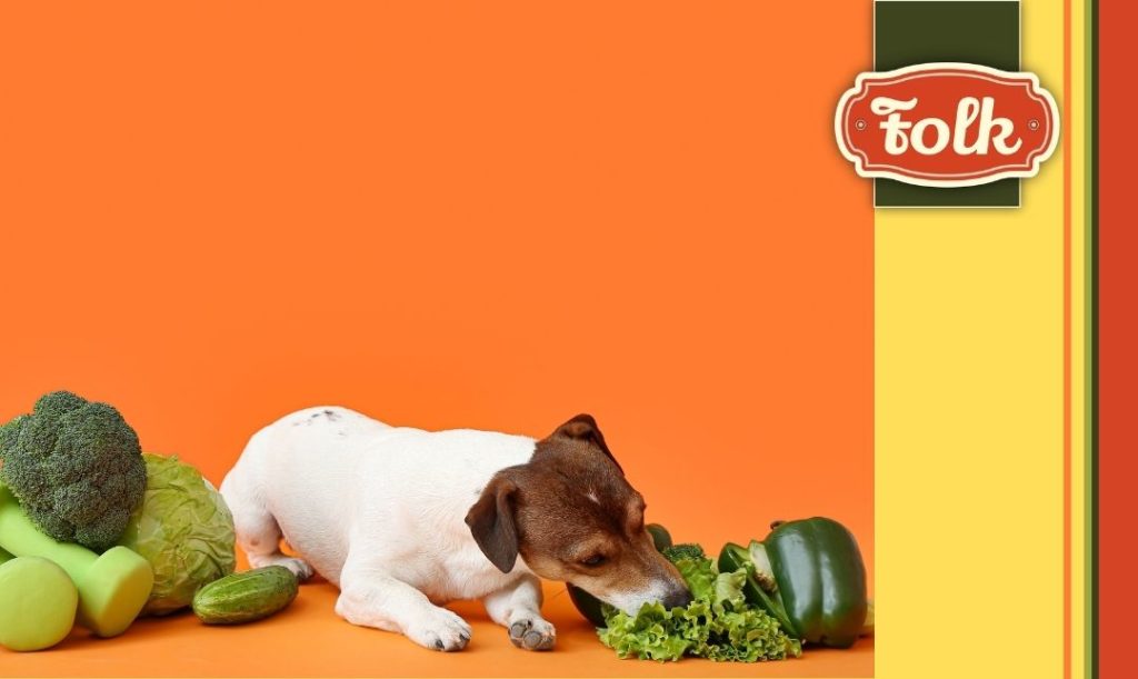 Pis to nie kot. N a pomarańczowym tle pies jedzący zielone warzywa. 