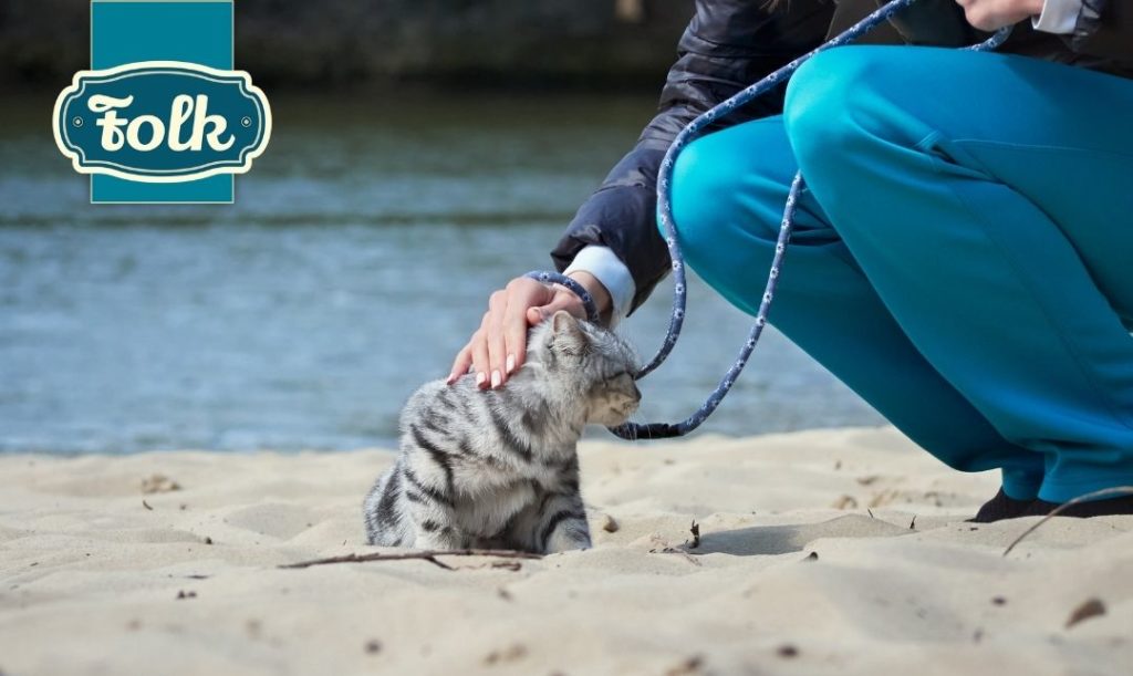 Ucz od małego. Mały szary kotek na plaży, nad wodą. Widać kobiecą dłoń głaszcząca kota. Kobieta w niebieskich spodniach. Po lewej stronie niebieskie logo Folk.