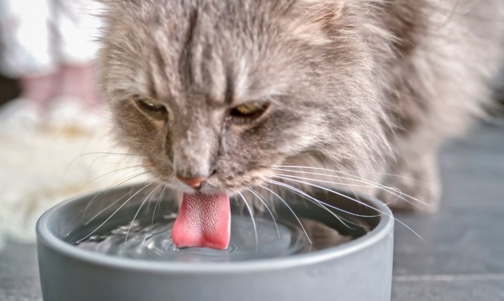 Zadbaj o dostęp do wody. Szary kot pijący wodę z szarej miski.