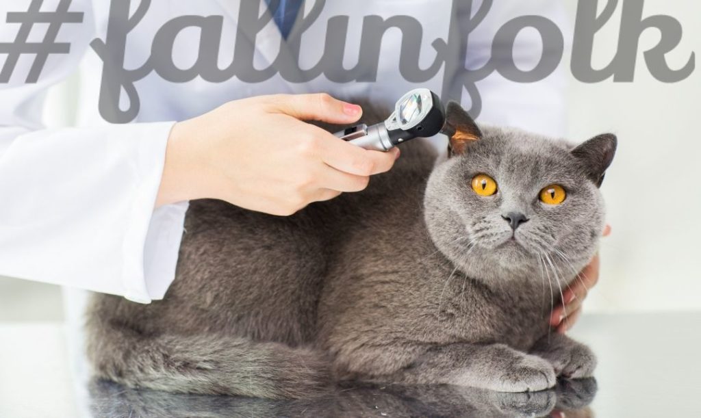 Zdrowie brytyjczyków. Zbliżenie na szarego kota badanego przez weterynarza. Napis fallinfolk.