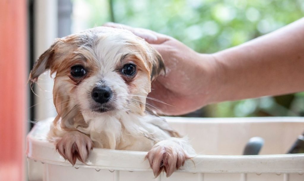 Kosmetyki dla szczeniaka. Mokry pies podczas kąpieli.