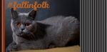 Kot brytyjski. Ciemny kot z pomarańczowymi oczami i pomarańczowym napisem fallinfolk. Szare paski z prawego boku.