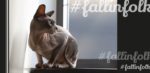 Sfinks kanadyjski. Kot siedzący na parapecie. Kilka półprzeźroczystych napisów fallinfolk.