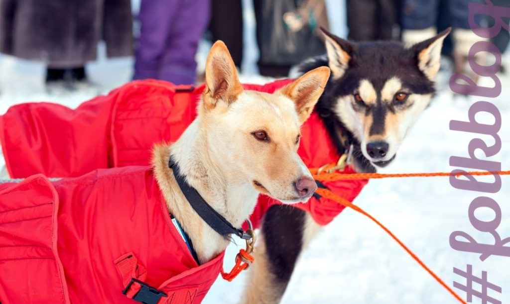Prezent dla psa i kota kurtka. Zdjęcie dwóch psów zimą, ubranych w czerwone kurtki. Napis fallinfolk.