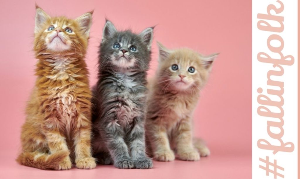 Towarzyskie. Na różowym tle trzy małe koty Maine Coon. Z prawej napis fallinfolk.