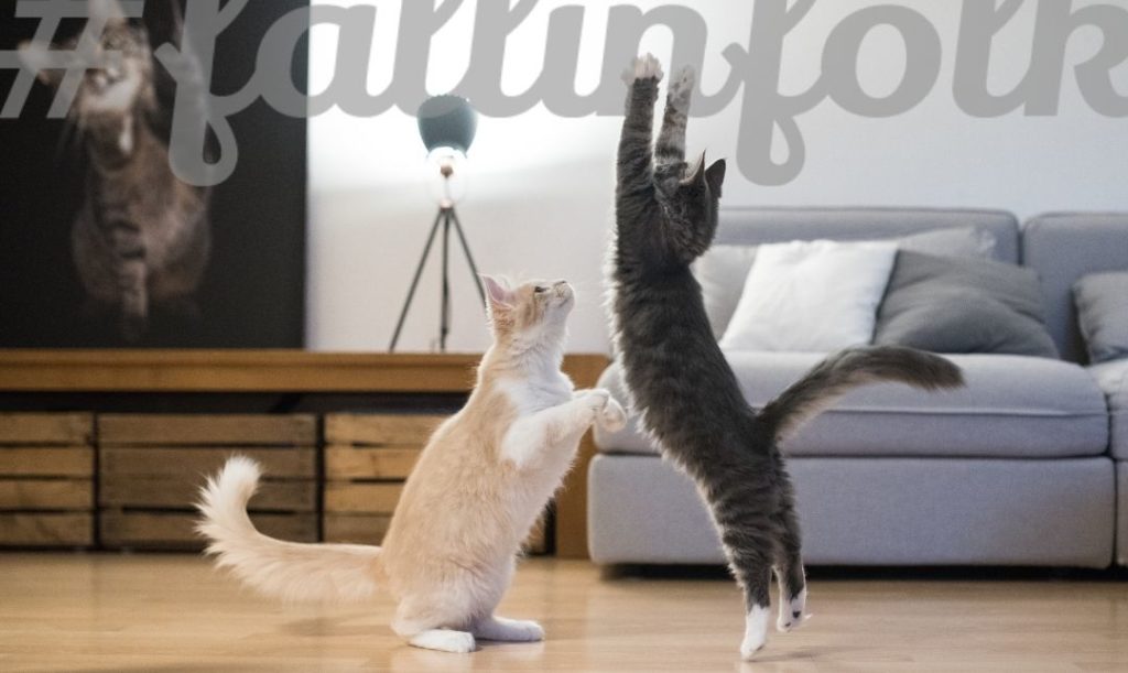 Wesołe. Dwa koty bawią się ze sobą w pokoju. Na górze napis fallinfolk.
