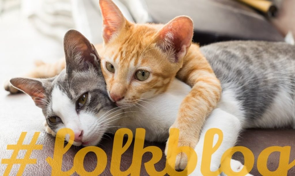 Dojrzałość płciowa w pierwszym roku. Dwa przytulające się koty. Napis folkblog
