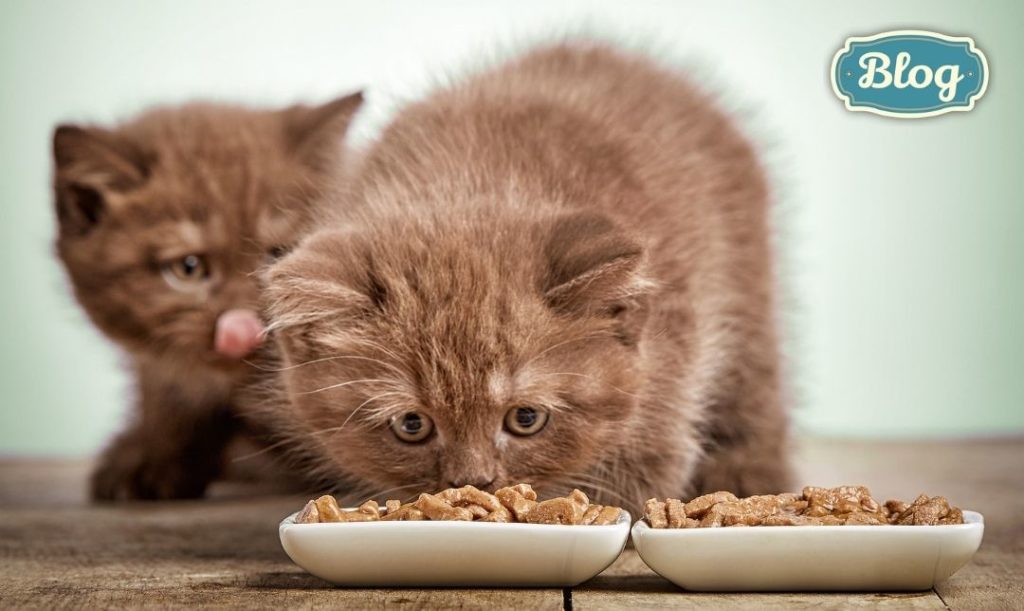 Idealnym rozwiązaniem gotowe karmy. Dwa koty jedzące mokrą karmę. Napis Blog.