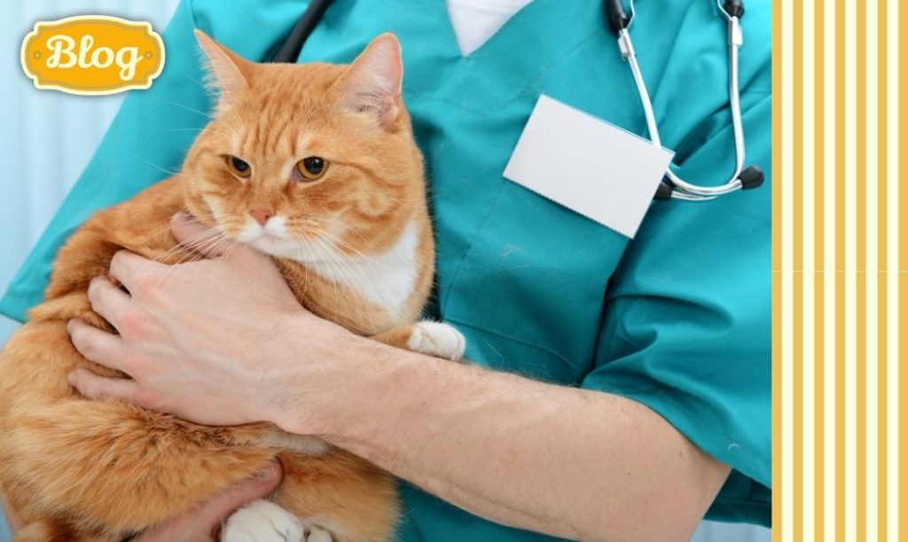 Konsultuj dietę z lekarzem weterynarii. Rudy kot na rękach weterynarza Logo Blog.