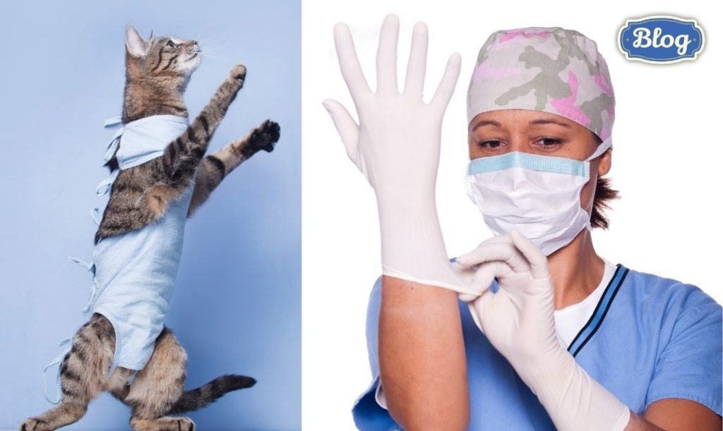 Koszt zabiegu. Zdjęcie pani weterynarz i kota w kaftanie po sterylizacji. Logo Blog.
