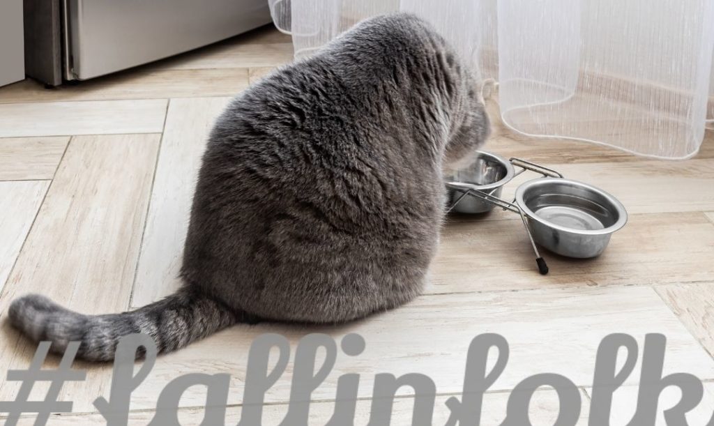 Odpowiednio skomponuj posiłki. Szary kot od tyłu jedzący z metalowych misek. Napis fallinfolk. 