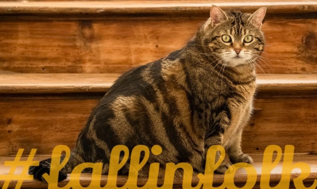 Otyłość spowodowana chorobą. Gruby kot w prążki siedzący na drewnianych schodach. Na dole napis fallinfolk.