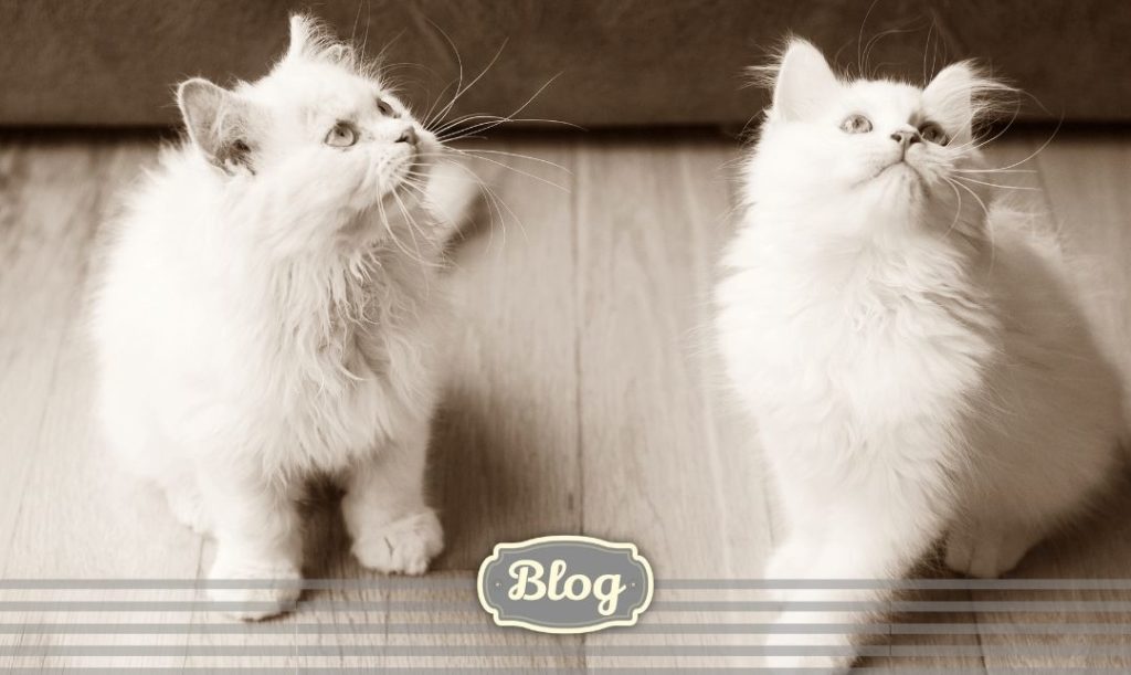 Różnice w obrębie tej samej rasy. Dwa białe koty. Logo Blog, element graficzny - paski. 