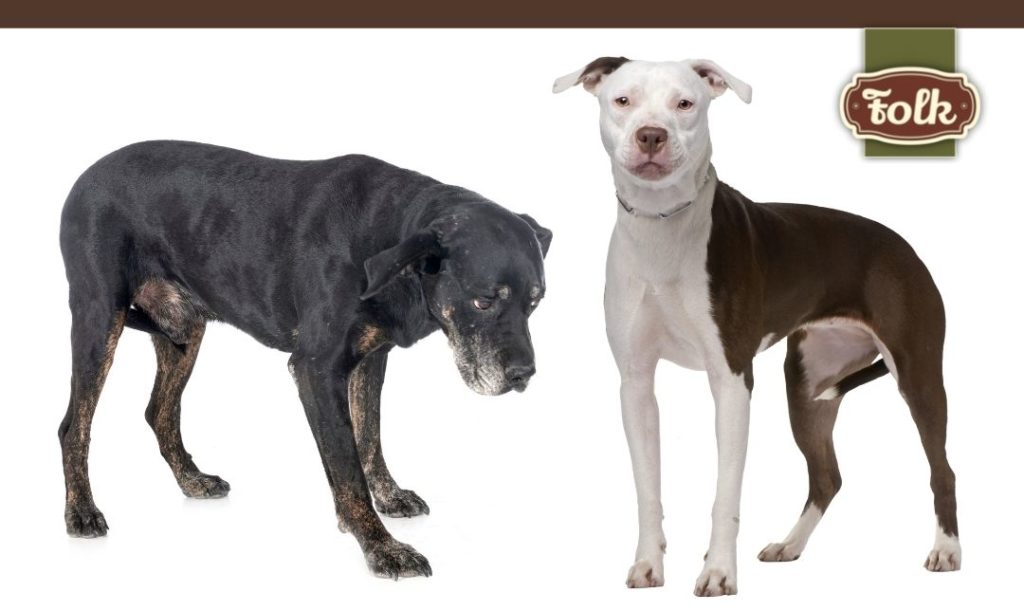 Większe psy starzeją się szybciej. Dwa psy seniorzy na białym tle. Logo FOLK.