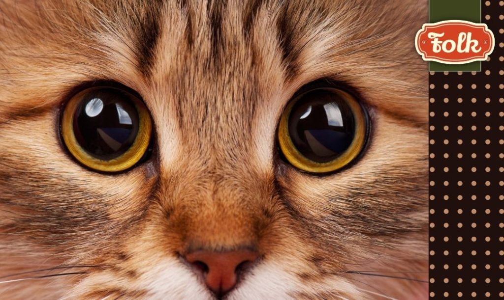 Wpatrywanie się prosto w oczy. Zbliżenie na oczy rudego kota. Logo FOLK.