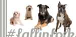 Jak obliczyć wiek psa. na zdjęciu dwa szczeniaki i dwa stare psy, napis fallinfolk i paski po lewej stronie.