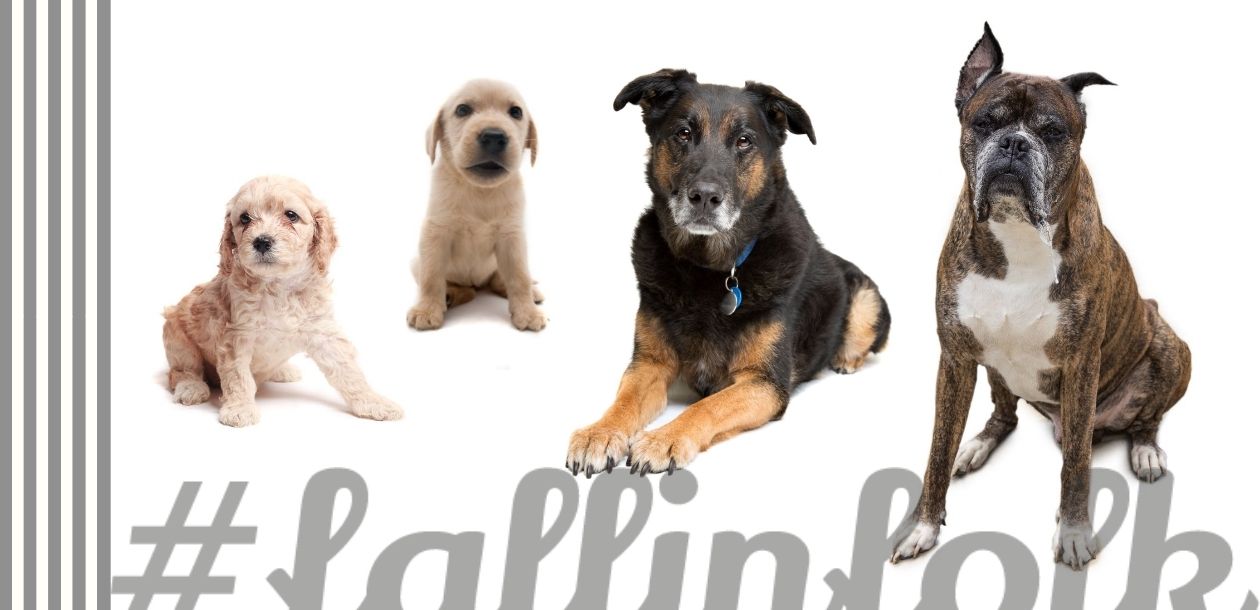 Jak obliczyć wiek psa. na zdjęciu dwa szczeniaki i dwa stare psy, napis fallinfolk i paski po lewej stronie.