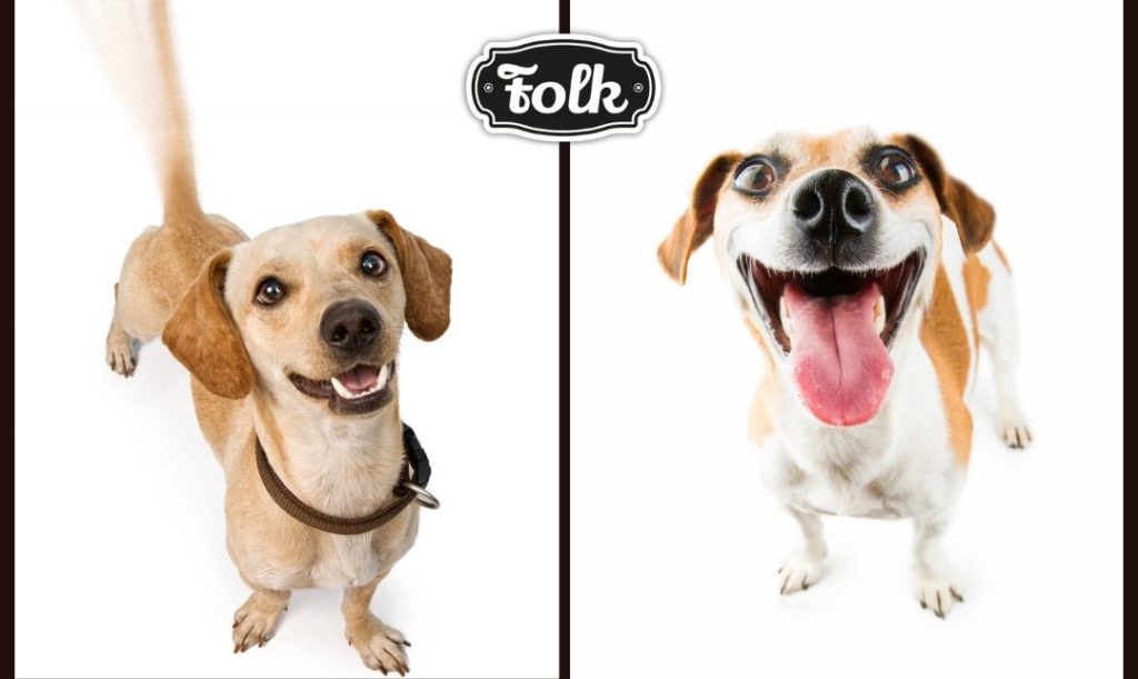 Merdanie ogonem. Na białym tle dwa zdjęcia psów. Jeden merda ogonem, drugi ma uśmiechnięta mordkę. Logo FOLK.