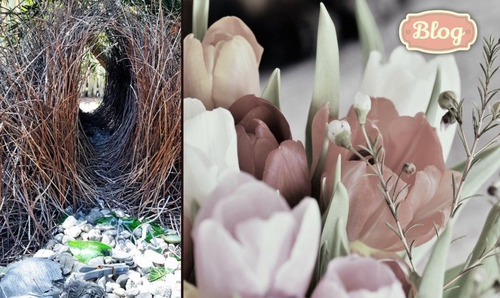 Może kwietna altanka... Z lewej zdjęcie altanki z gałązek, zrobionej przez ptaka. Z prawej zdjęcie tulipanów. Logo Blog.