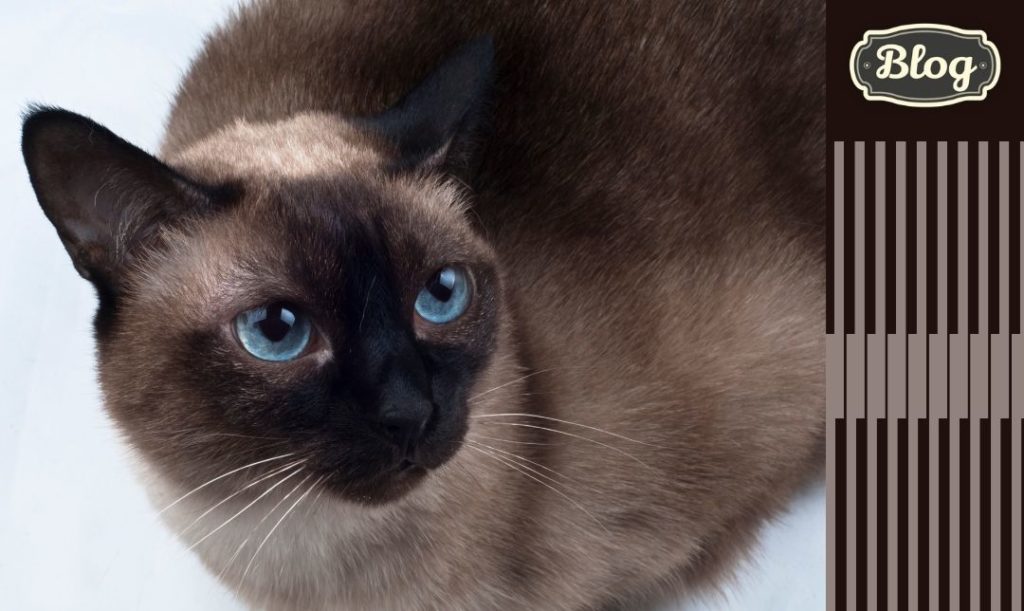 Rasa zdrowa i łatwa w pielęgnacji. Kot  tonkijski z niebieskimi oczami. Po prawej element w paski i logo BLOG.