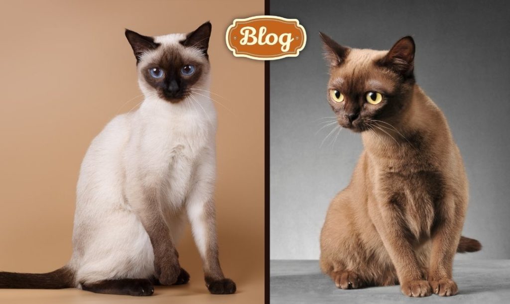 Skrzyżowanie kota syjamskiego i burmskiego. Z lewej zdjęcie kota syjamskiego, z prawej burmskiego. Logo BLOG.