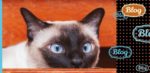 Kot tonkijski. Fragment głowy kota tonkijskiego na pomarańczowym tle. Z prawej element graficzny w kropki. Kilka logotypów BLOG.