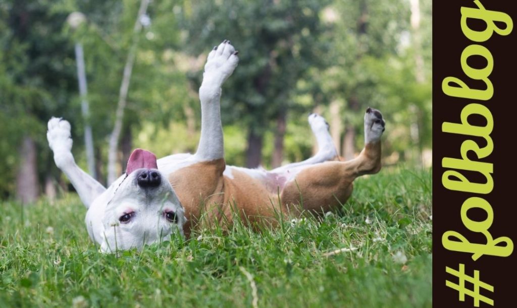 Alergia skórna. Zdjęcie psa tarzającego się w trawie. Napis folkblog. 