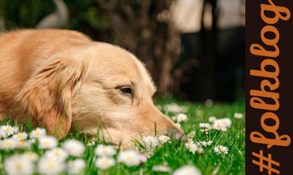 Alergia wziewna. Zbliżenie głowy psa wąchającego na łące kwiatki. Napis folkblog.