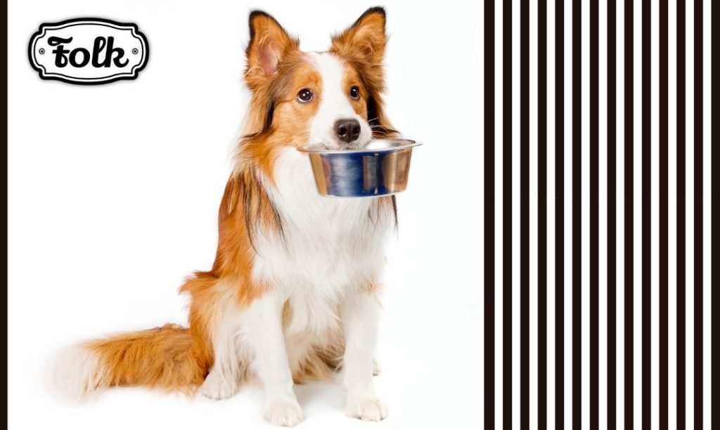 Błagalne spojrzenie łakomczuszka. Zdjęcie siedzącego psa z miska w pysku. Paski z prawej strony. Logo Folk z lewej.