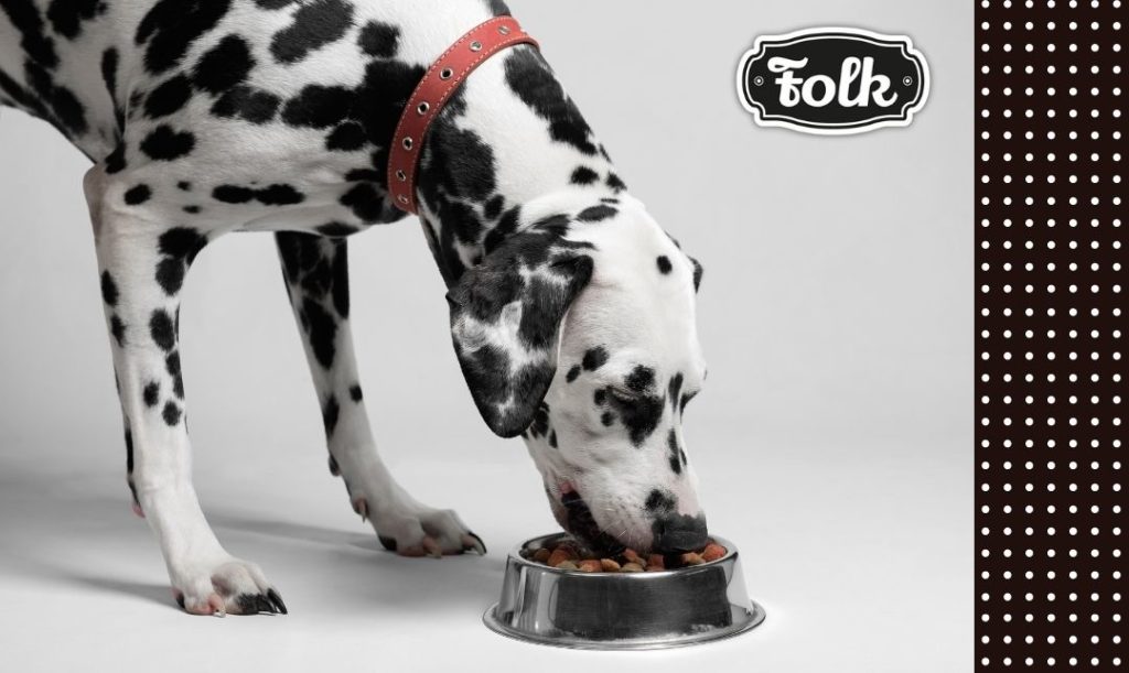 Ile powinien jeść dorosły pies. Zdjęcie jedzącego z blaszanej miski dalmatyńczyka. Kropki i logo FOLK.