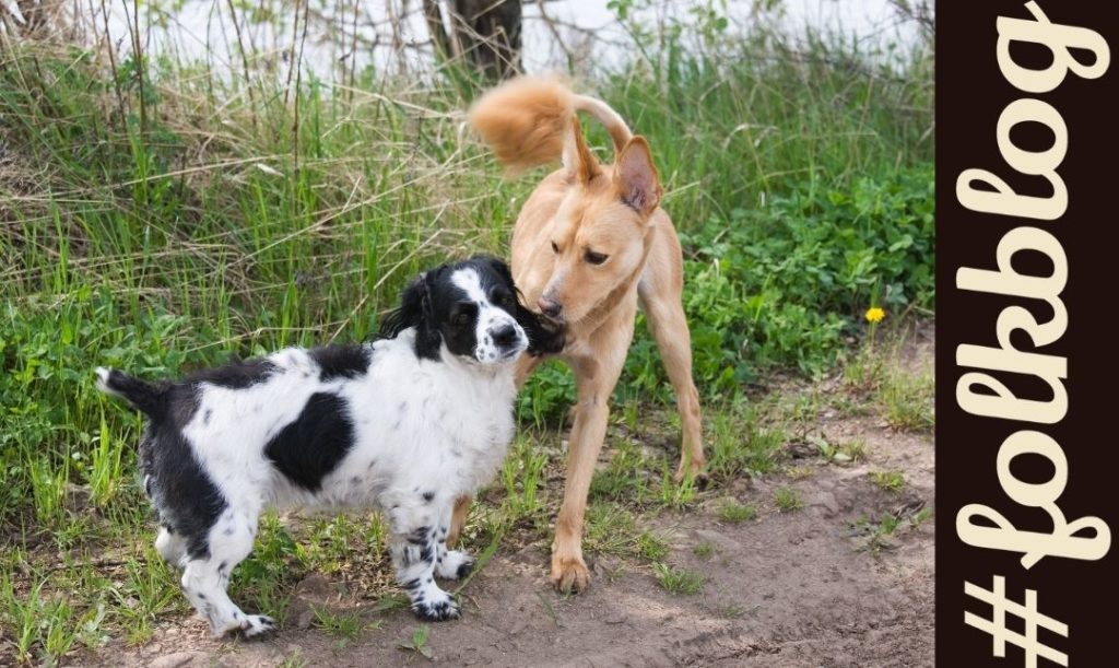 Intensywniejszy kontakt między psami. Zdjęcie obwąchujących się psów. Napis folkblog.
