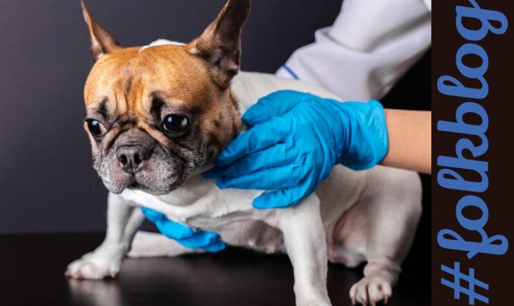 Jak leczyć alergię. Zdjęcie psa u weterynarza. Napis folkblog.