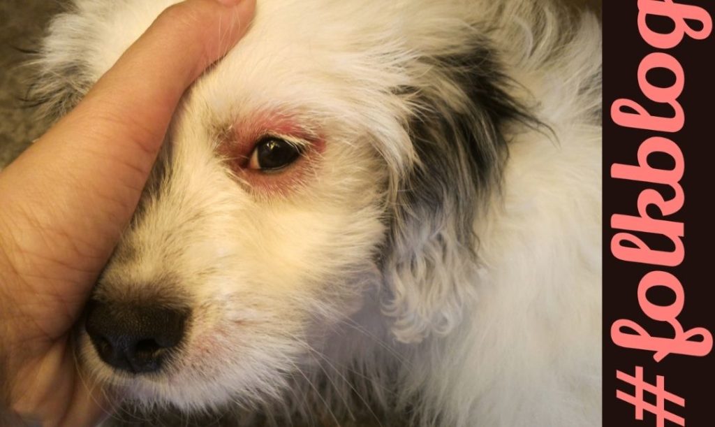 Objawy alergii. Zbliżenie na oko psa z zaczerwienieniem alergicznym wokół. Napis folkblog.