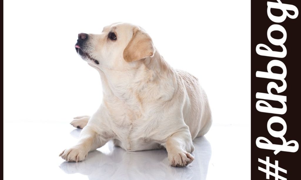 Otyłość psa powoduje choroby. Biały, gruby pies na białym tle. Napis folkblog.