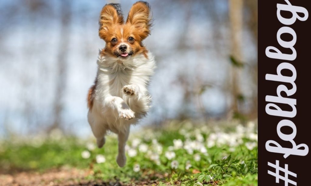Podskakując radośnie... Zdjęcie biegnącego na lace psa. Napis folkblog.