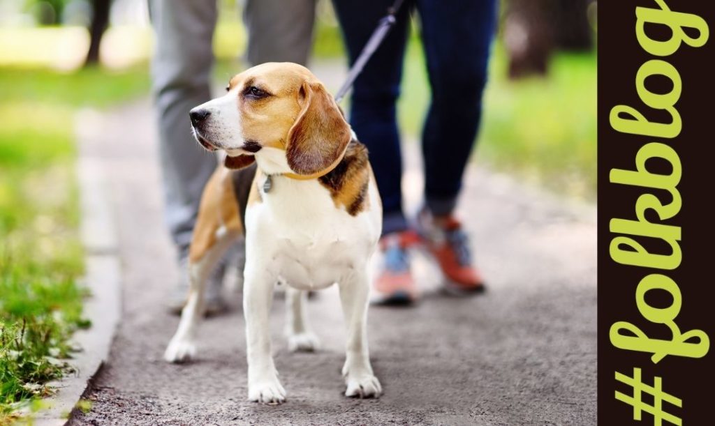 Zdrowie żywienie i aktywność fizyczna.  Zdjęcie psa na smyczy, na spacerze z ludźmi. Napis folkblog.