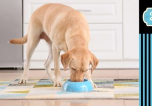 Jak często karmić psa. Zdjęcie jedzącego z turkusowej miski jasnego, dużego psa. Po boku paski i logo Blog.