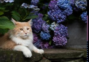 Rośliny trujące dla kota. Kot siedzący przy krzaku z fioletowymi hortensjami. Po prawej stronie paski, kropki i logo Blog.