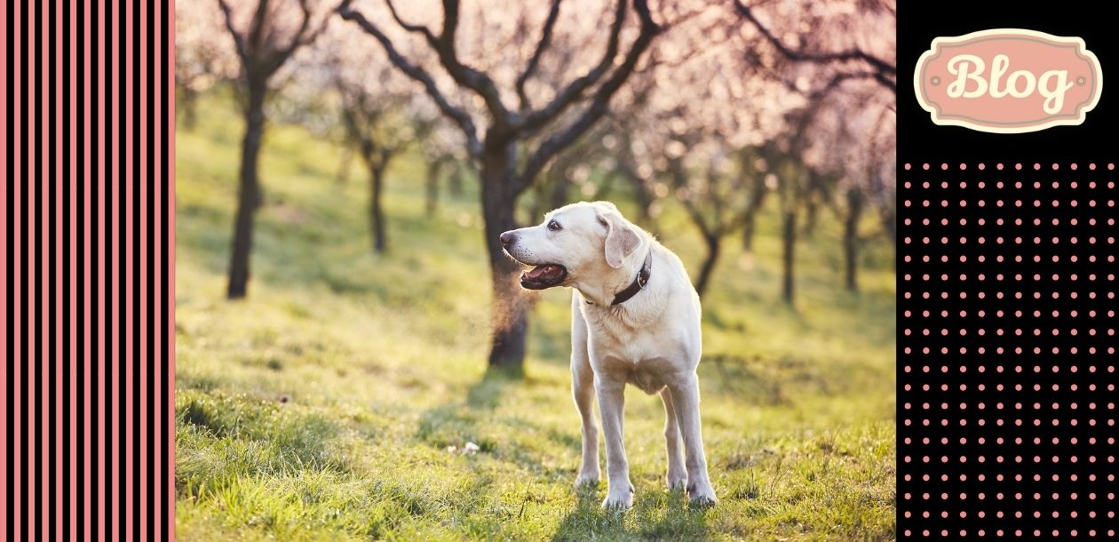 Wiosna z psem - na co należy zwrócić uwagę. Zdjęcie jasnego psa na tle drzew kwitnących na różowo. Po prawej różowe kropki. Po lewej różowe paski. Logo Blog.