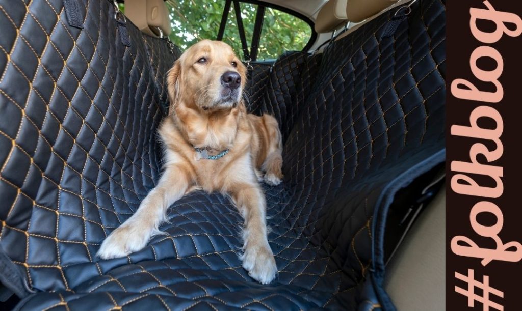 Co na to przepisy. Duży pies siedzi na specjalnej macie do przewożenia psów. Zdjęcie z wnętrza samochodu.