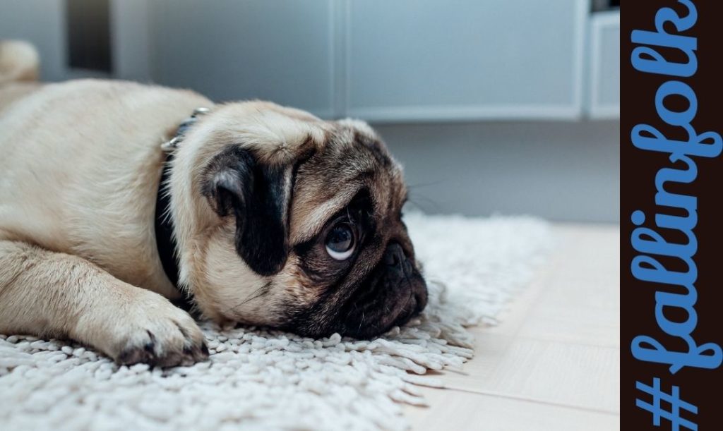 Frustracja i lęk. Zdjęcie smutnego psa leżącego na dywaniku. Napis fallinfolk.