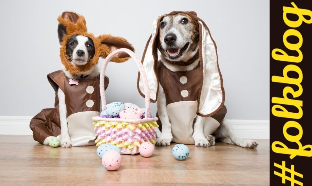 Przebieranki. Zdjęcie dwóch psów przebranych w stój z uszami . Przed psami koszyk z kolorowymi jajkami. Napis folkbog.