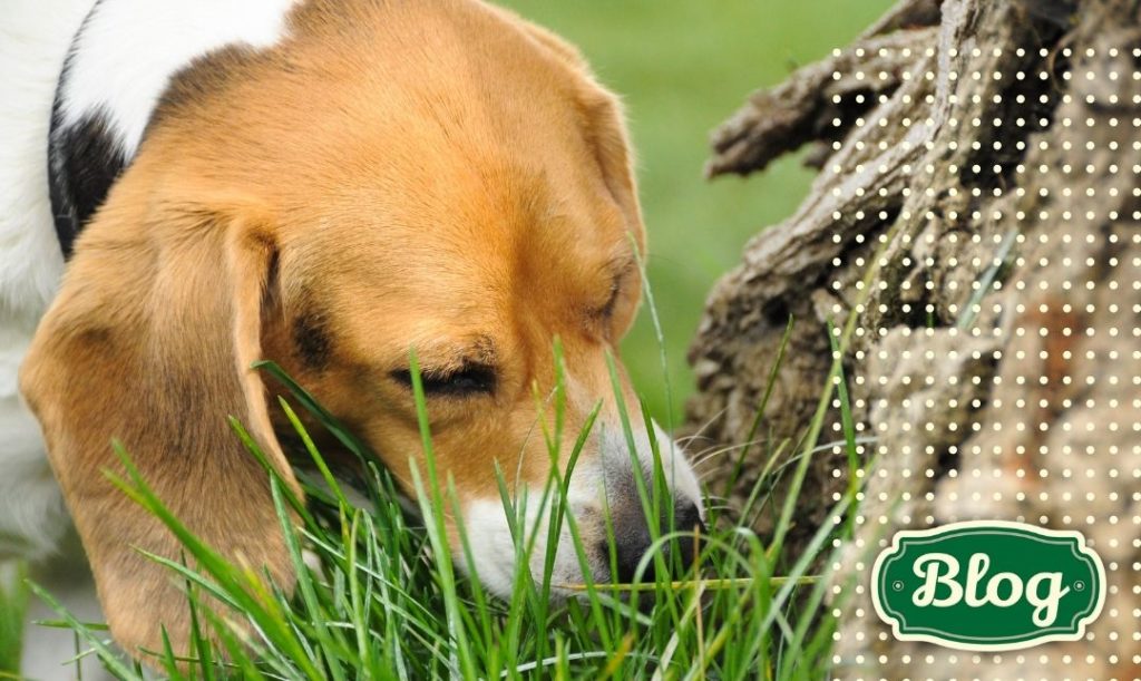 Psy nie stronią od roślin. Pies jedzący trawę element kropek i logo blog.
